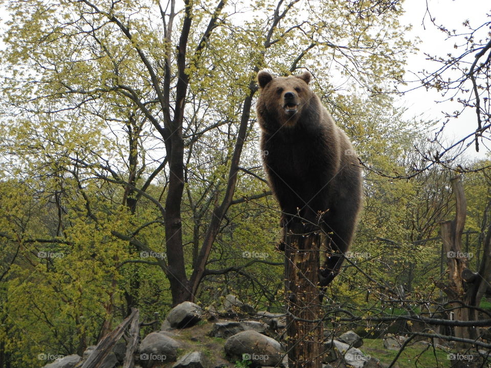 big bear in The sweden  forest