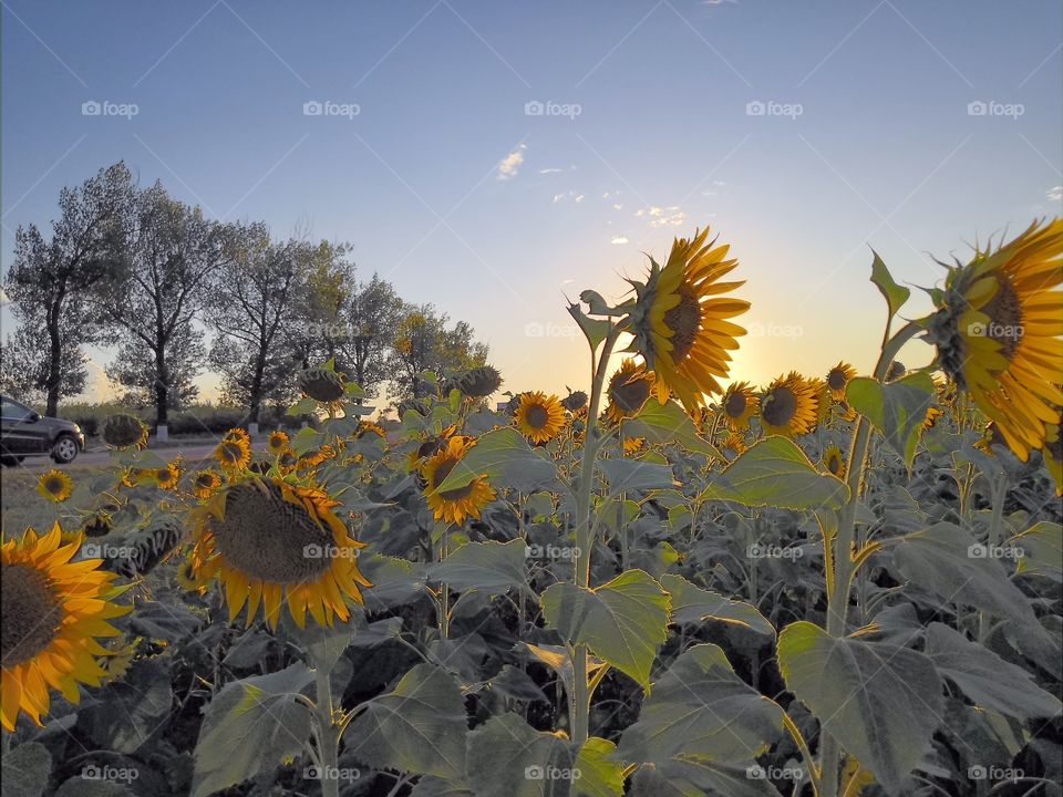 Sunflower field