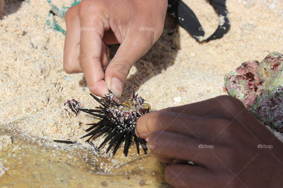 sea ​​urchins