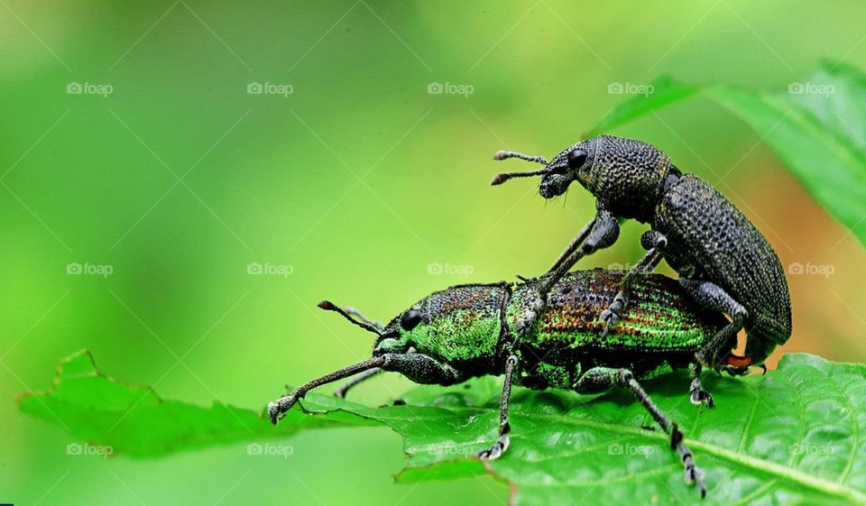 Insect Mating