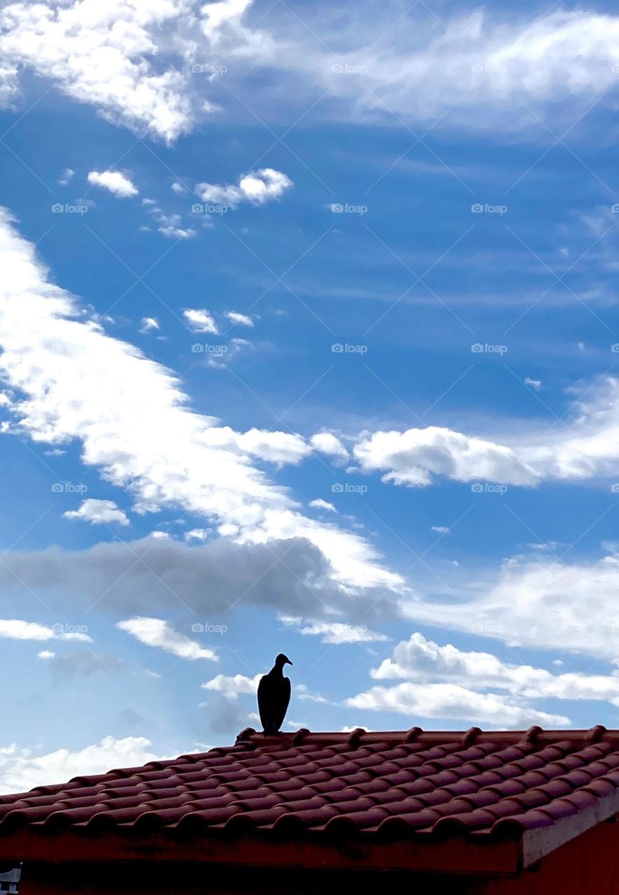 VULTURE - 🇺🇸 On this Saturday, when blue returned to the sky, Zeca Urubu came to visit his neighbor.  Behave yourself, “ugly beast”! / 🇧🇷 Neste sábado em que o azul voltou ao céu, eis que o Zeca Urubu veio visitar o vizinho. Se comporte, “bicho feio”!