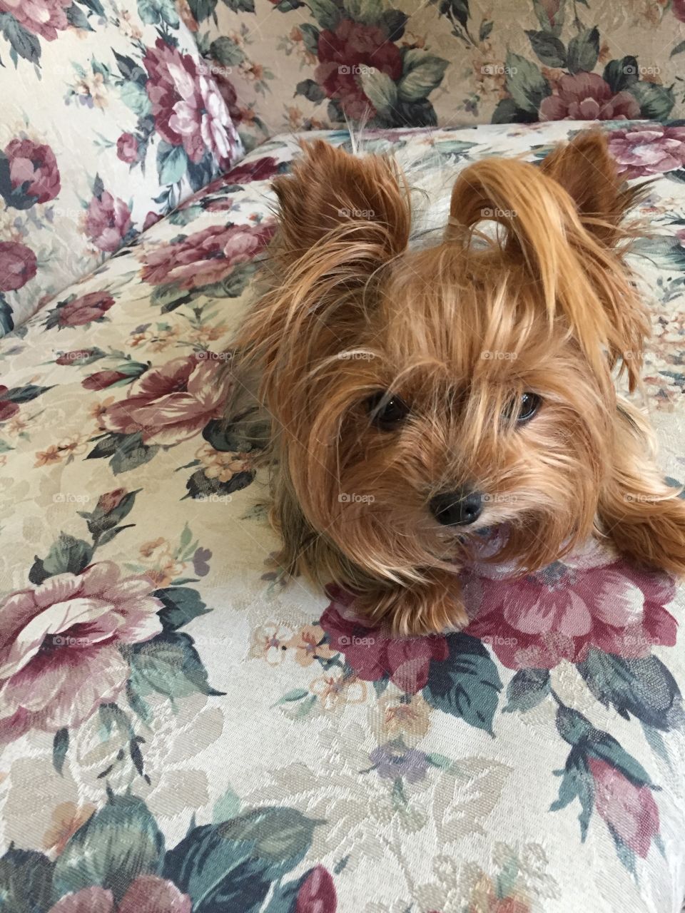 Miniature Yorkie with a Pony Tail