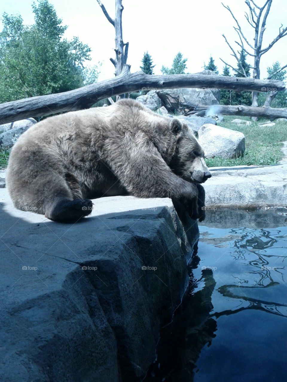 Brother Bear. Big Brown Bear sleeps at the Zoo