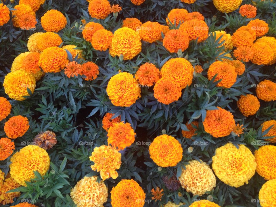 Beautiful yellow and Orange flowers, background and texture,happy and uplifting 