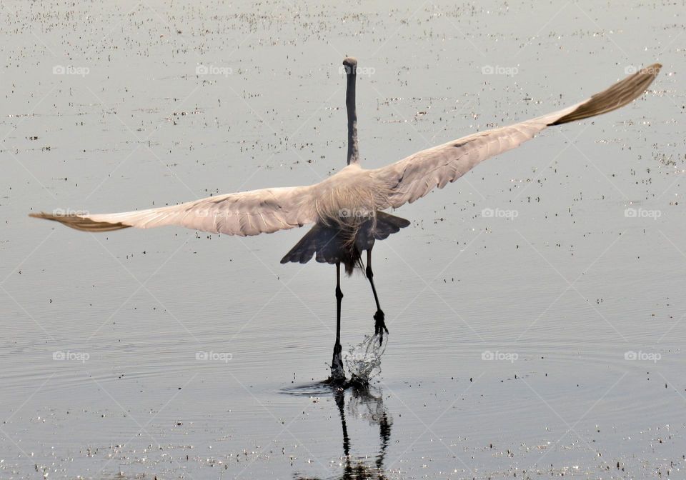 Flying away