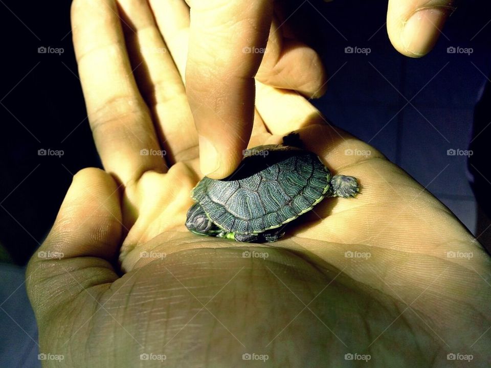 Small Green turtle in hand