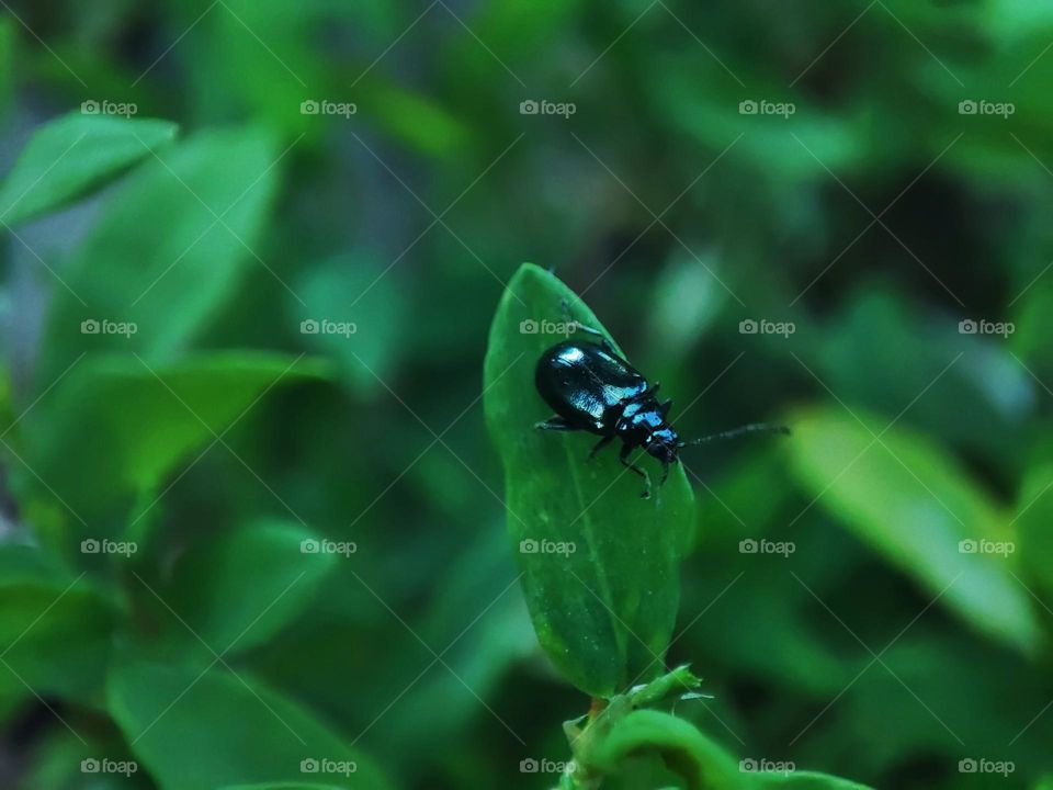 Macro photo of green grass growing in the garden
