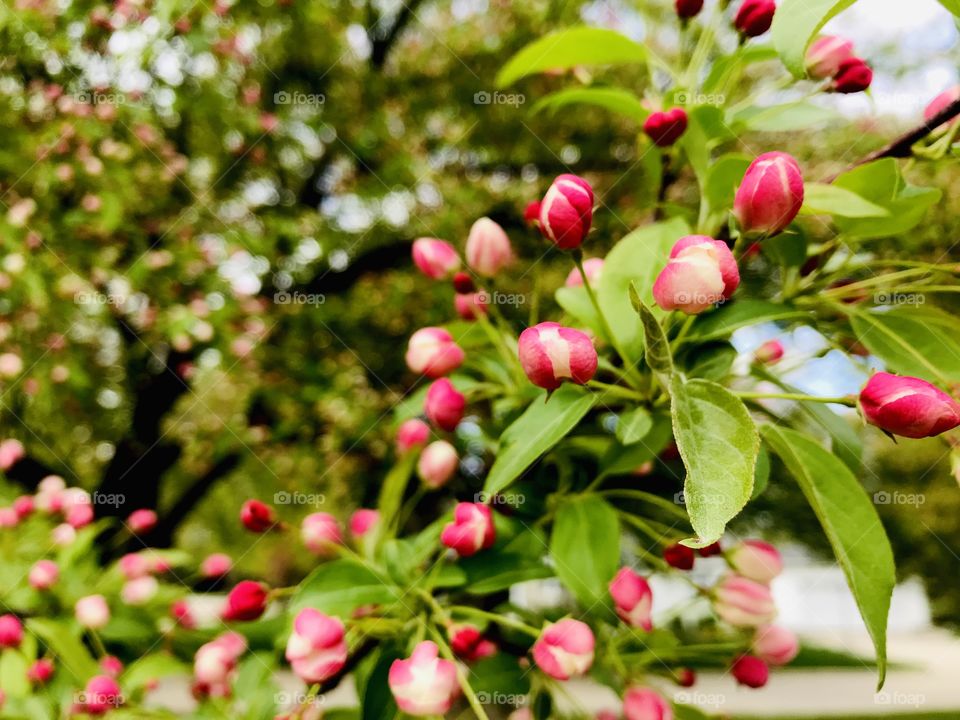 Gorgeous pink flowers seen while looking around taking in all this beautiful spring has to offer! 