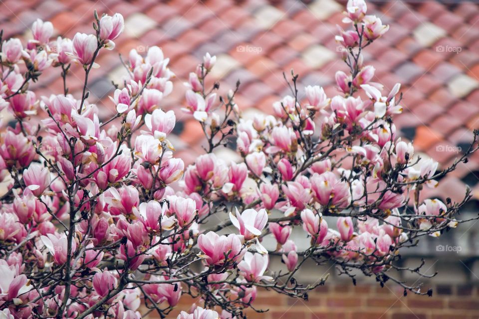 Spring blooms