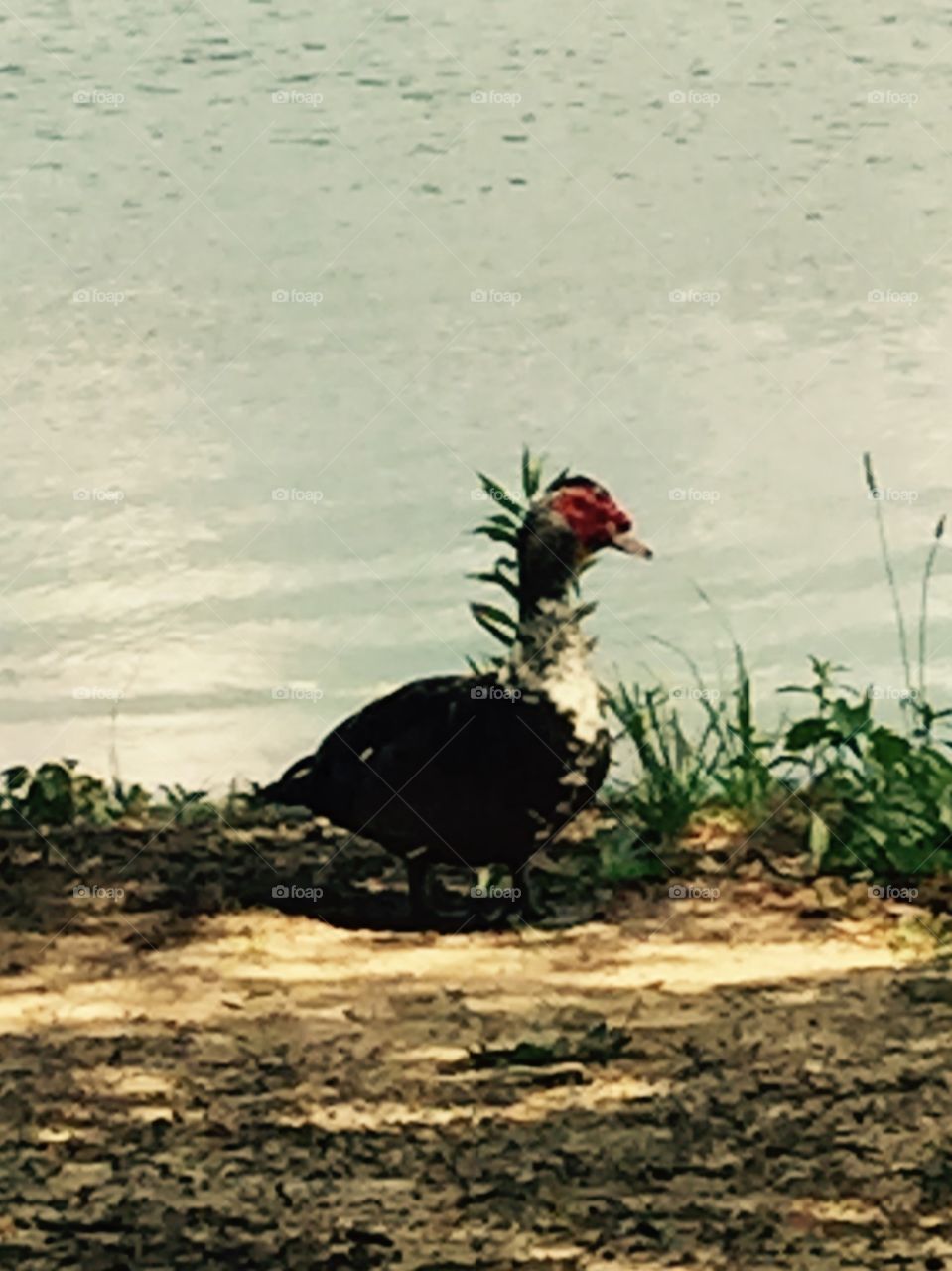 A big bird by the water.