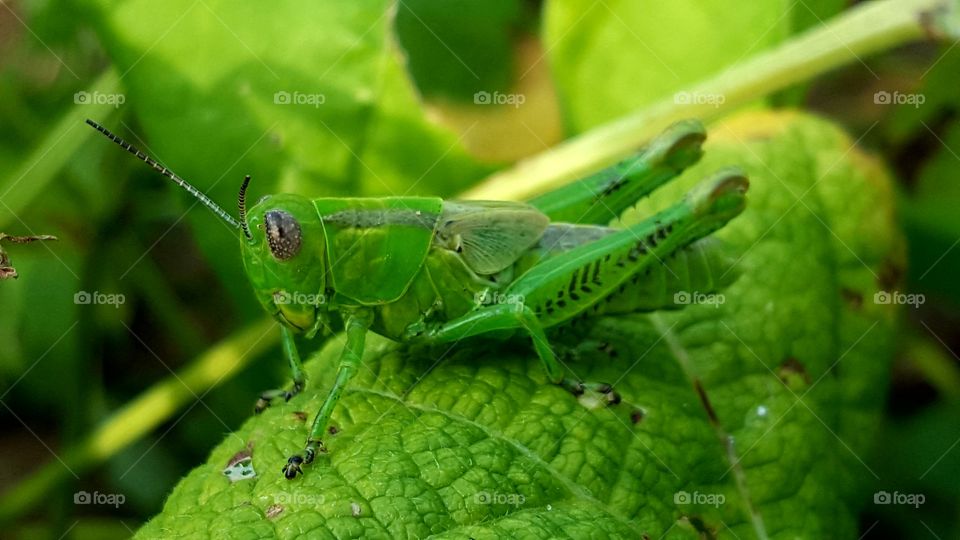 Mr. Grasshopper