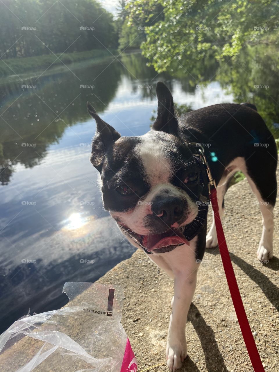 Beans the Adventure Pup taking a water break next to the river with a stunning reflection of the sun. 