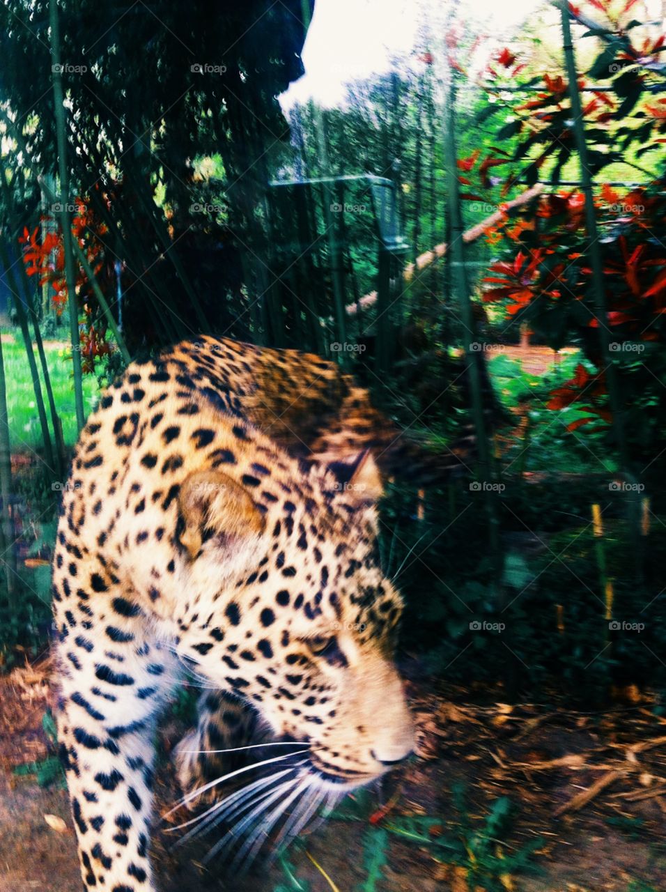 Leopard