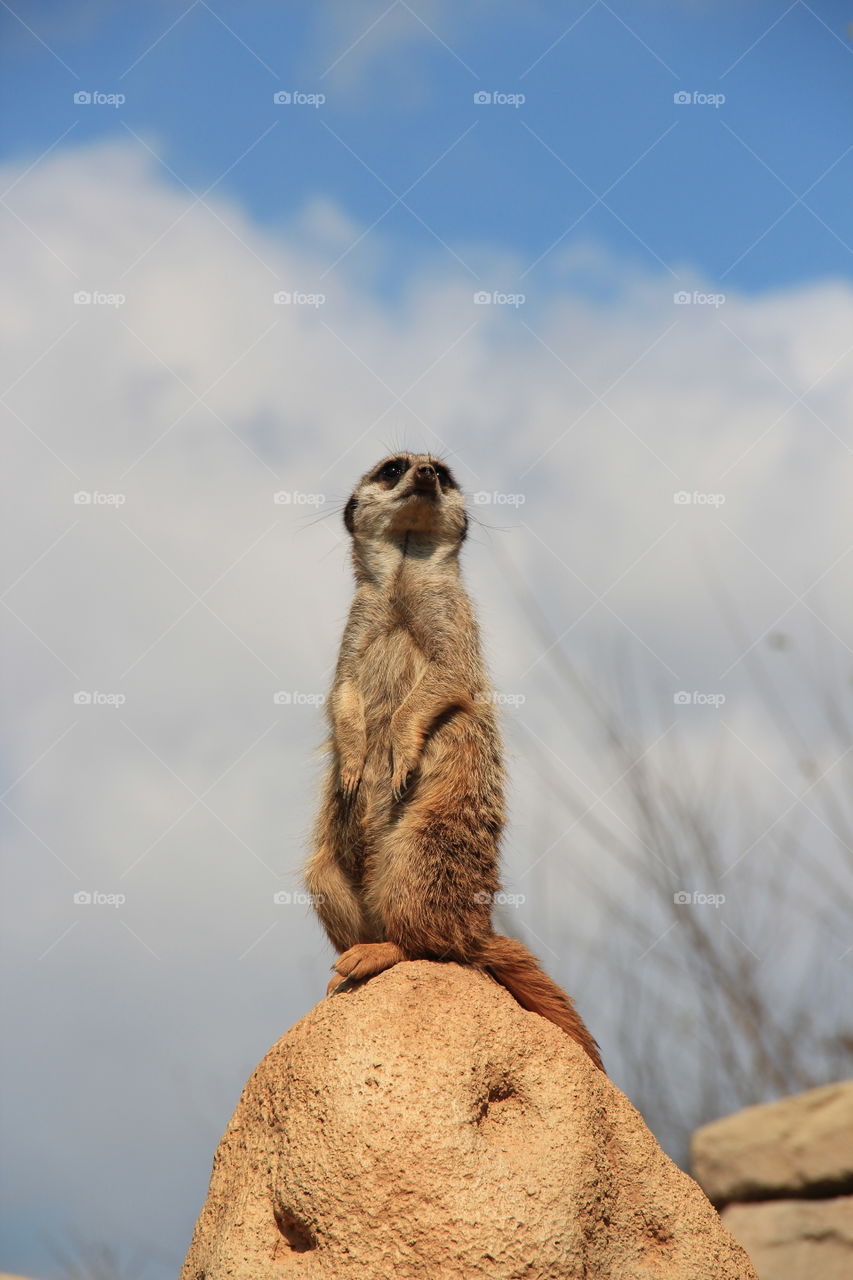 Meerkat at work