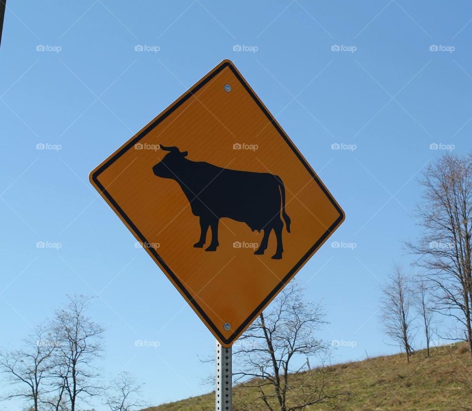 Cow Crossing