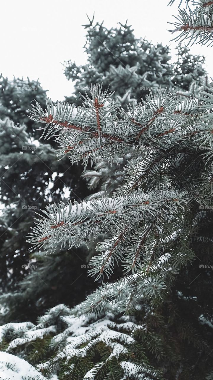 Snow-covered spruce branch