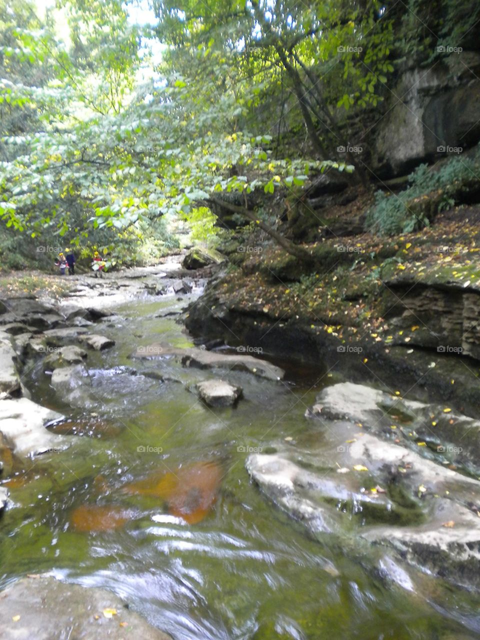 Stream through the forest. Pretty stream running through the forest