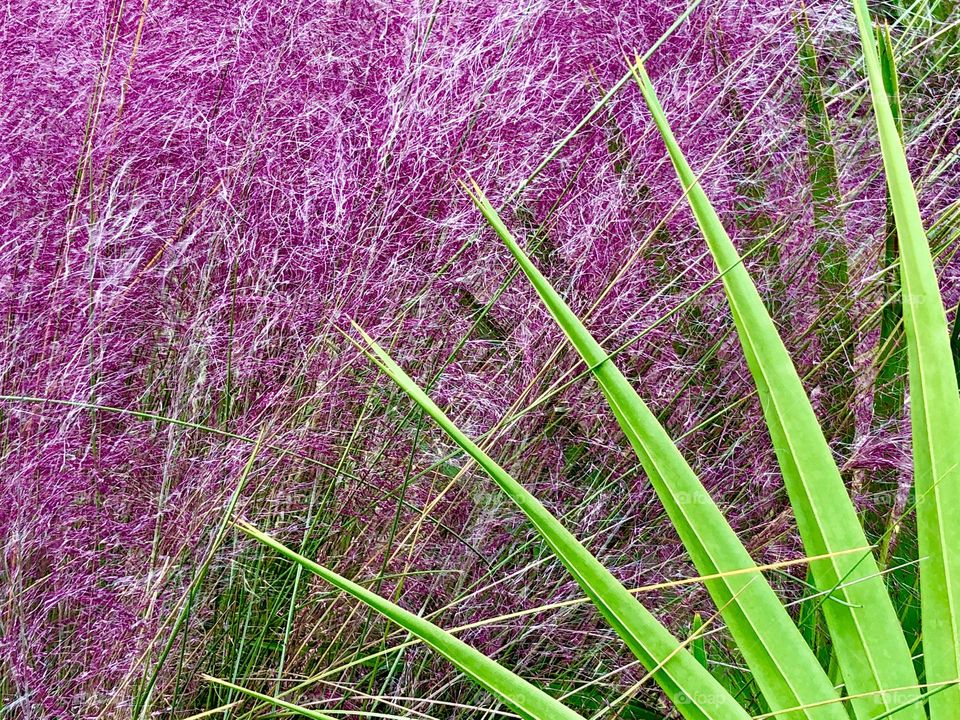 Bright green sega palm against pink pampas grass 