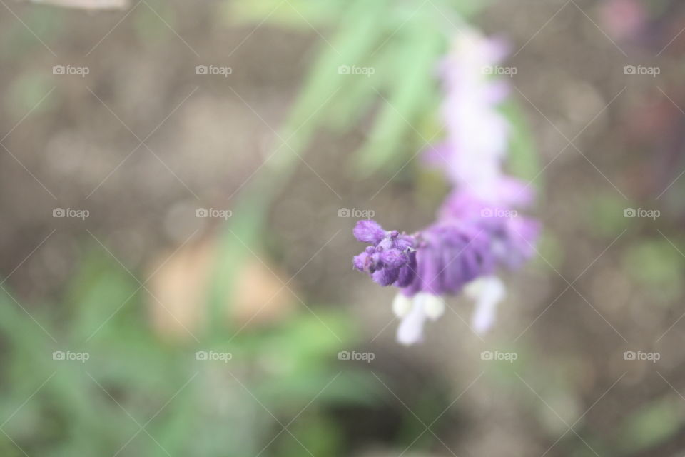 Closeup of purple flower 