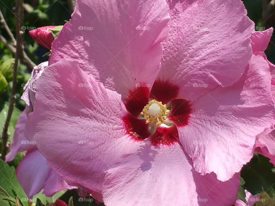 Flower. Took this at the Zoo