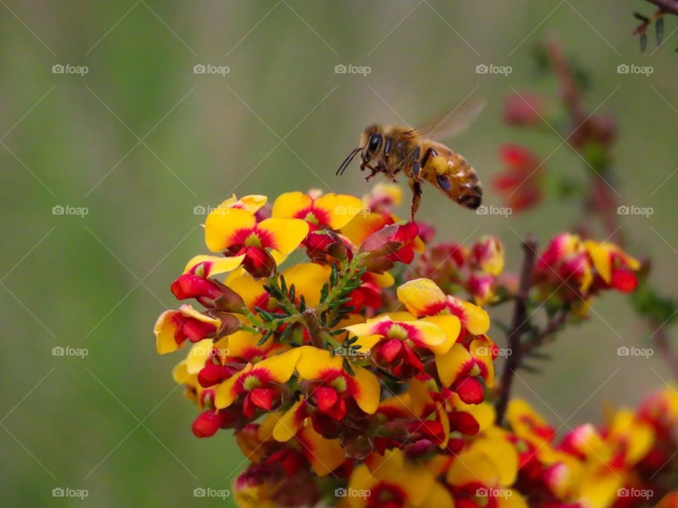 Bee collecting pollen 