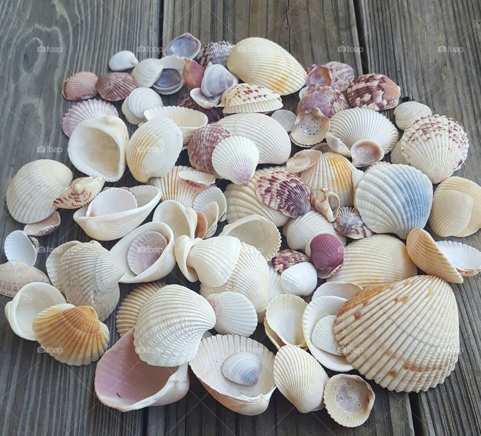 Seashells on wooden table