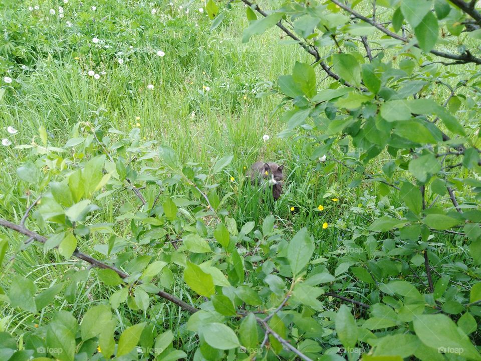 Кот в траве