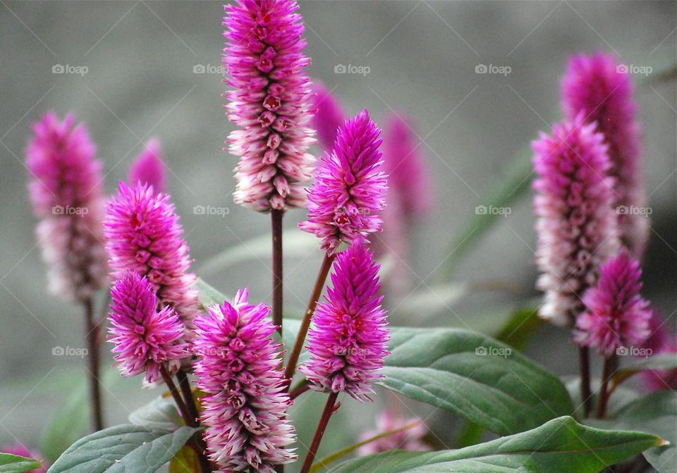 Pink stems 
