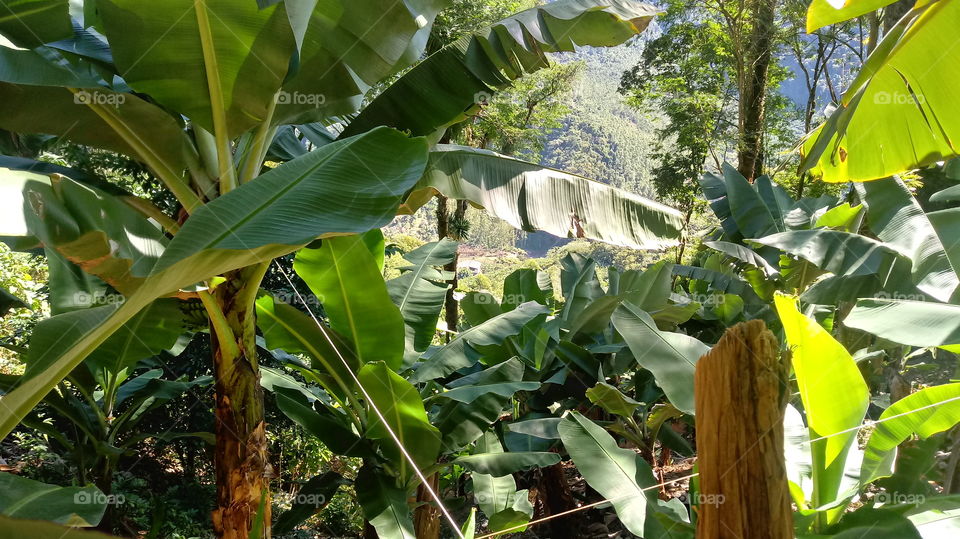 ATRAVÉS DA BANANEIRA