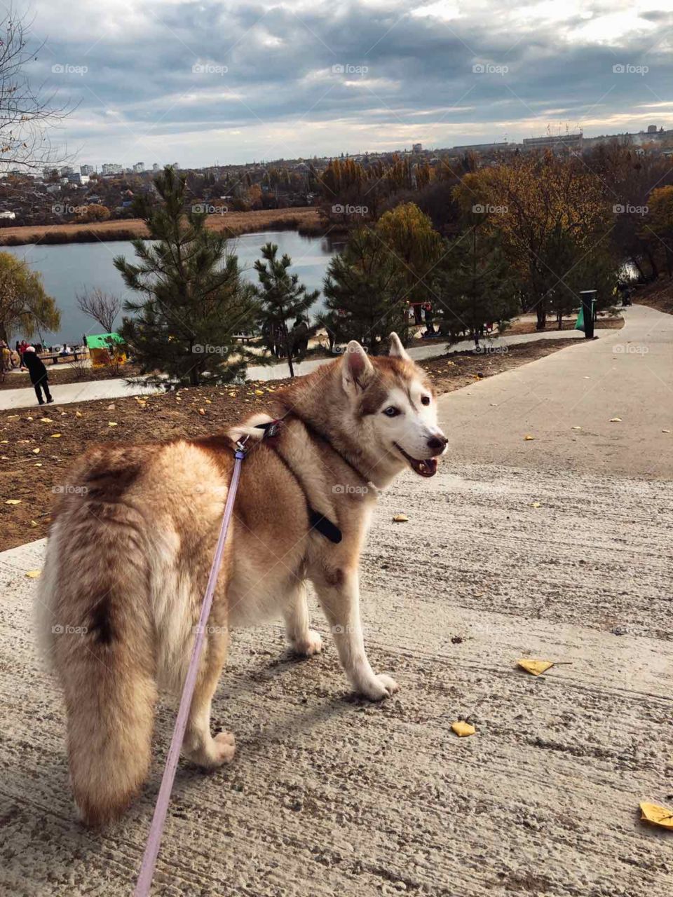 our beloved pet Siberian Husky Debra