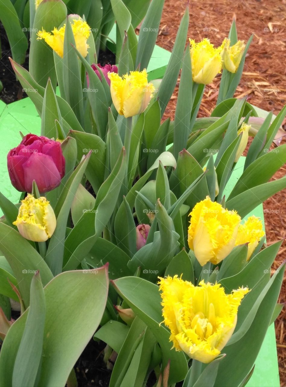 real tulips