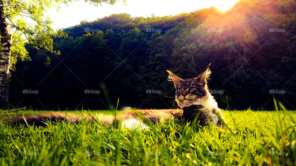 My Maine Coon cat in the grass by sundown