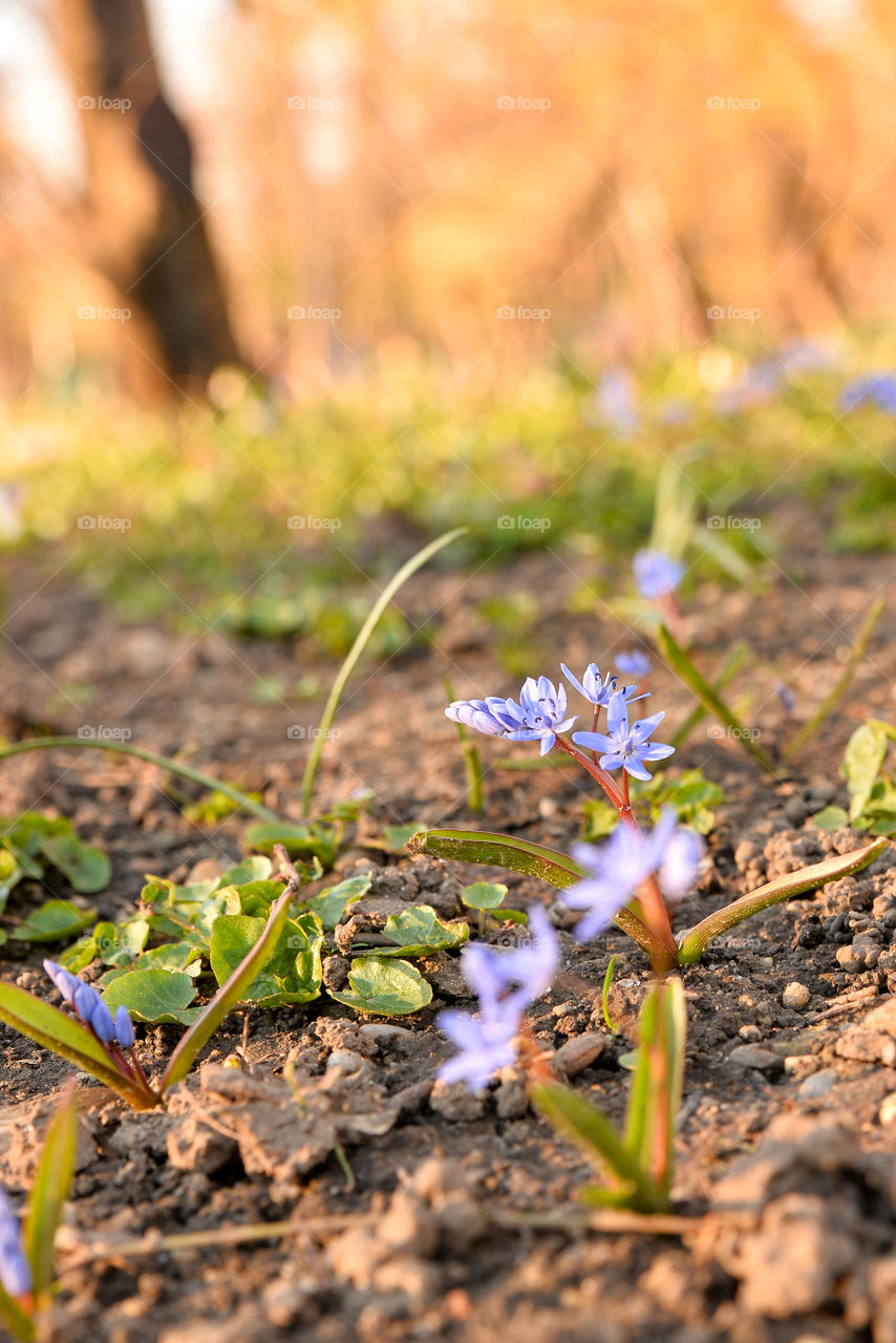 Nature, Flower, Flora, Outdoors, Leaf