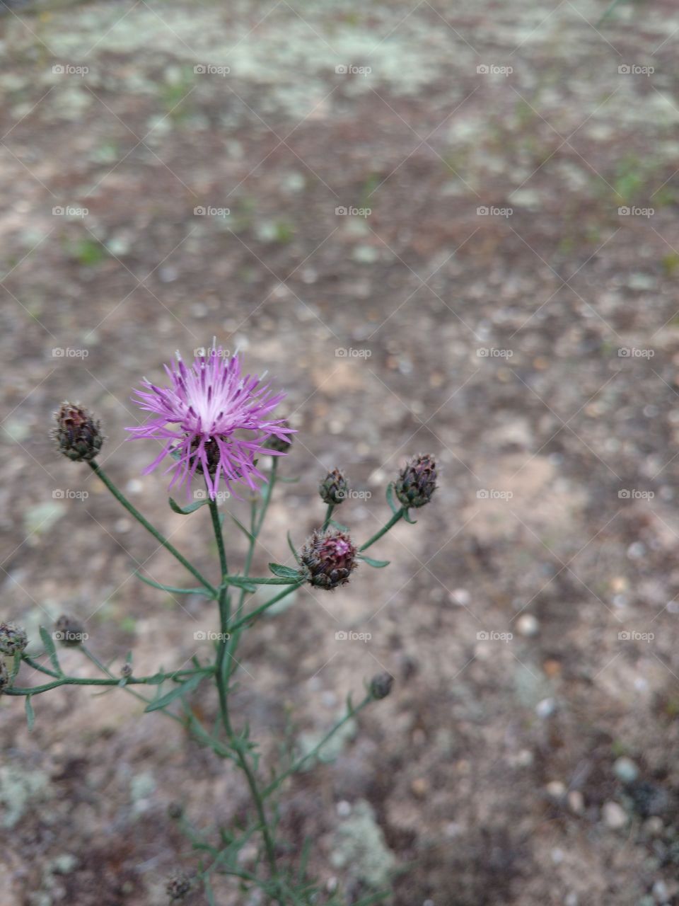 Close-up of purple flower