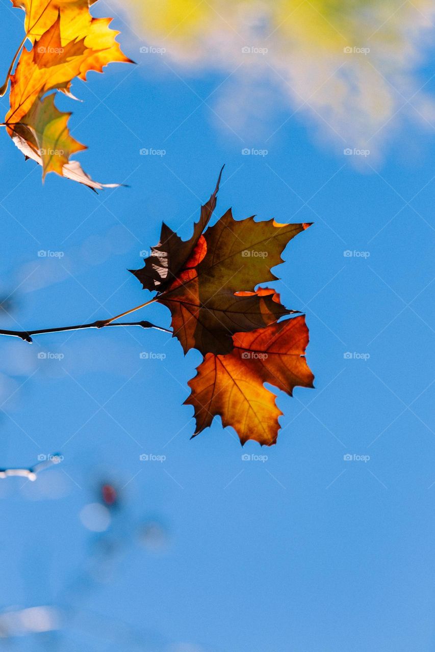 dry maple leaves in autumn