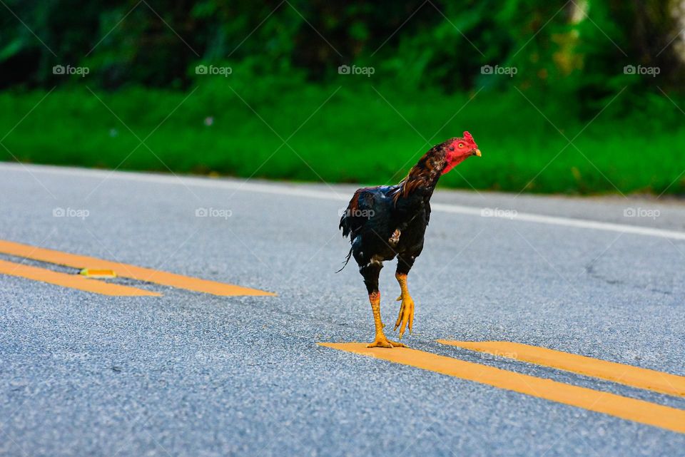 Rooster on the road