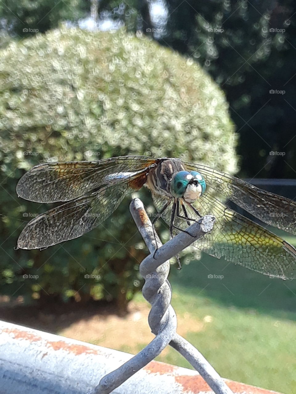 beautiful DragonFly close-up