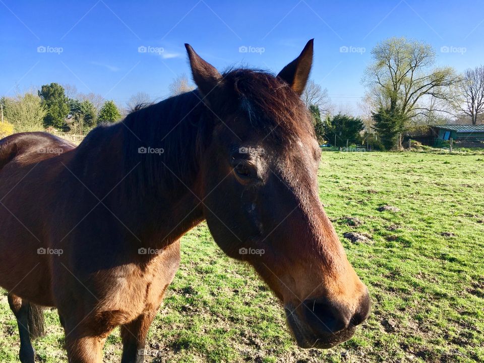 The suburb of Hamburg. Fields. Horses.Spring.