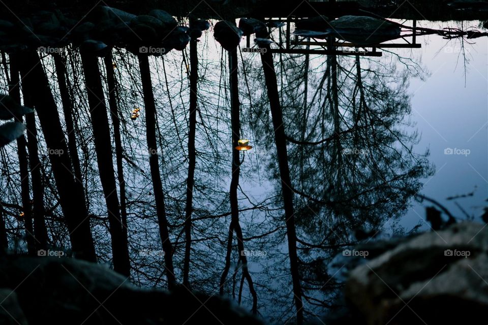 Trees mirror in water