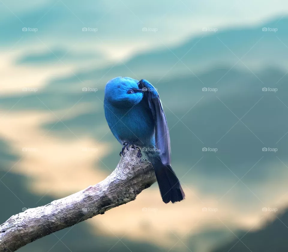 Beautiful and cute bird