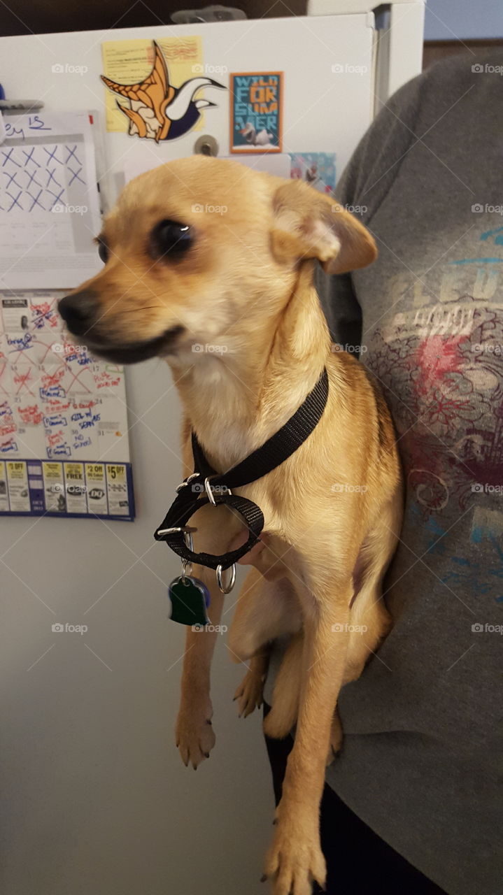 Dog, Canine, Pet, Mammal, Puppy