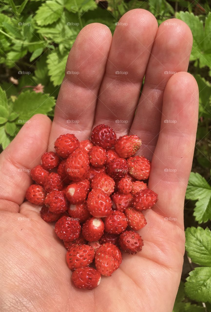 Wild strawberries