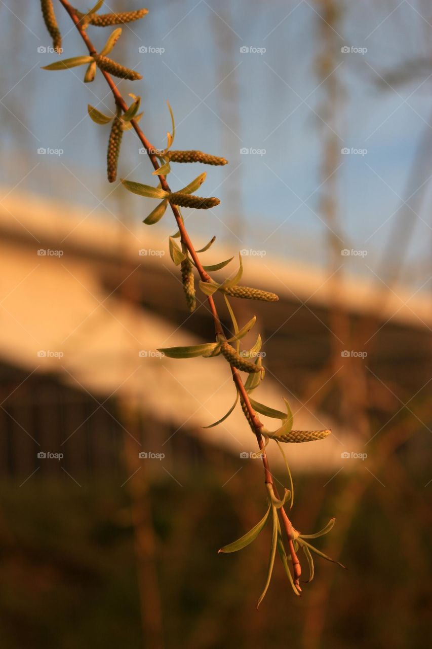 Flowering Branch of a Weeping Willow with Young Leaves and Catkins