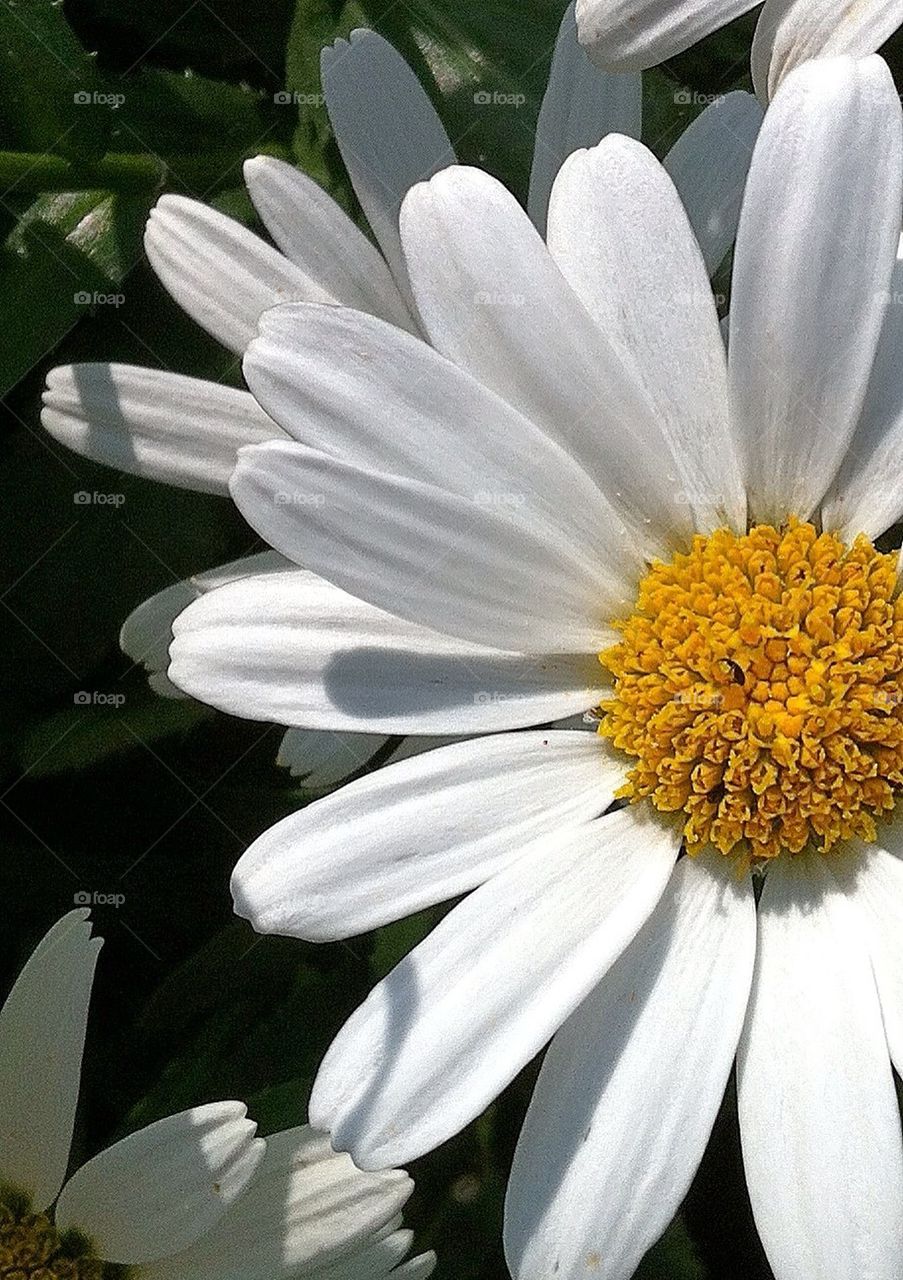 sweden yellow flower white by smartini65