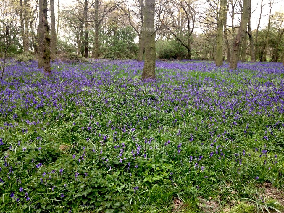 Bluebell Wood 
