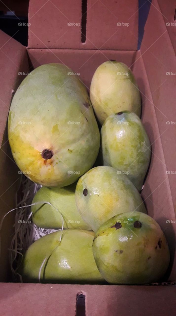 mango garden fruit