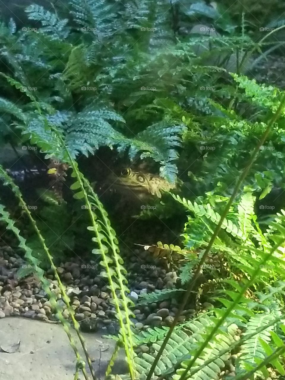 frog grass hidden