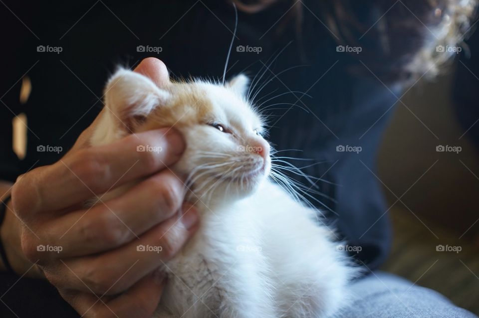 Kitten caress