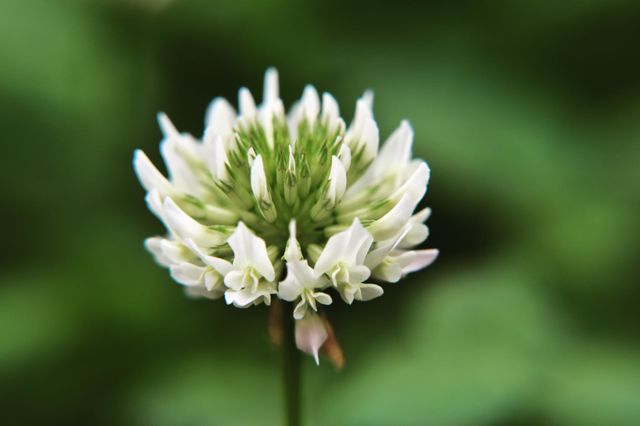Clover flowers, one of mother natures misunderstood and under appreciated plants.