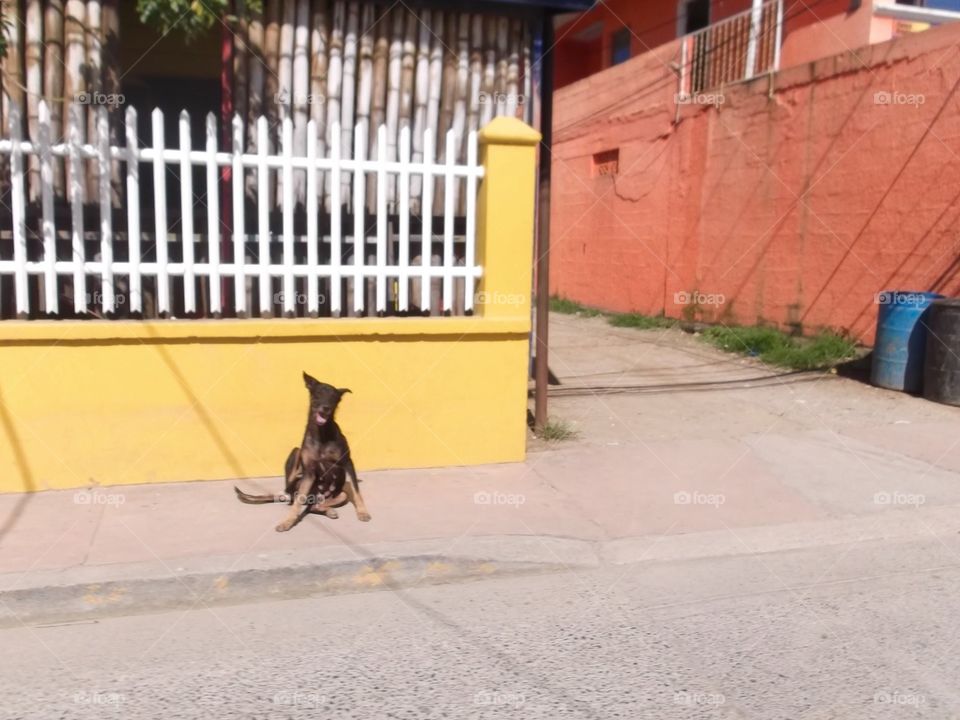 Photo from moving car traveling in Roatan, Honduras